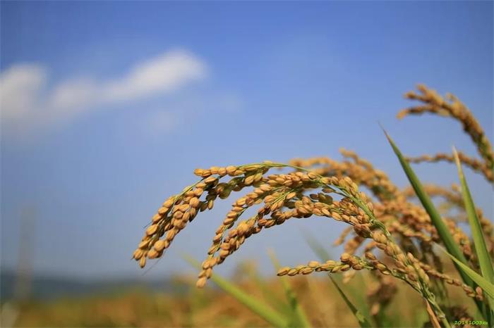 太湖西山有机水稻
